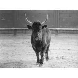Taureau Camarguais en piste