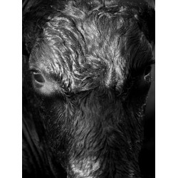 Portrait envoutant, taureau camarguais