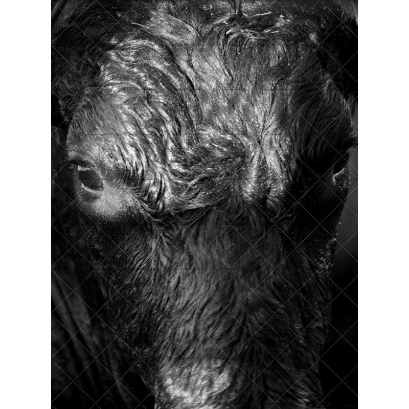 Portrait envoutant, taureau camarguais Portrait envoutant, taureau camarguais