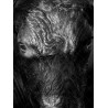 Portrait envoutant, taureau camarguais